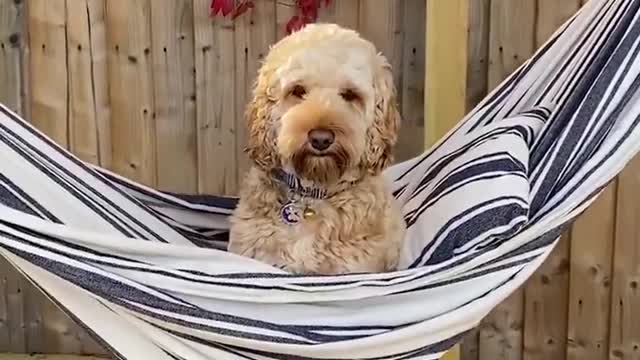Dog Funny videos