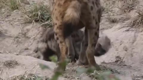 The baby hyena was brought home by her mother