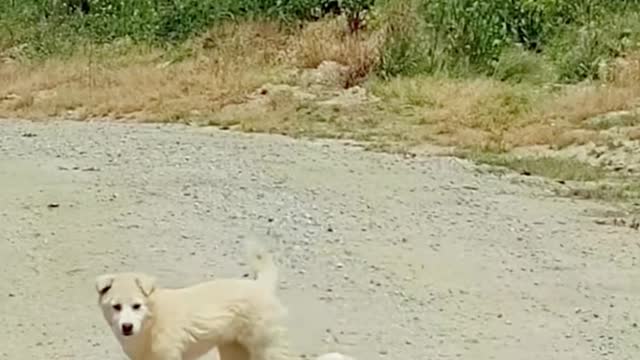 The puppy asked its mother to shield it from the Sun