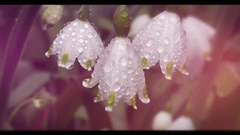 flowers on flowers Copyright Free background video animated Effect