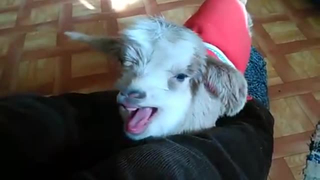 Adorable Baby Goat Is So Tired That It Makes The BIGGEST Yawn You've Ever Seen!!! | Cute Goats