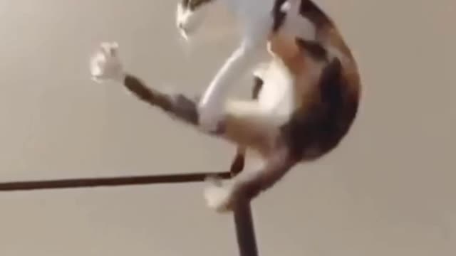 Cat super balance