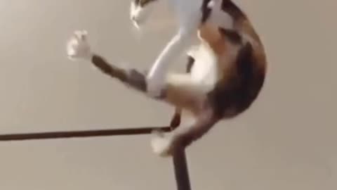 Cat super balance