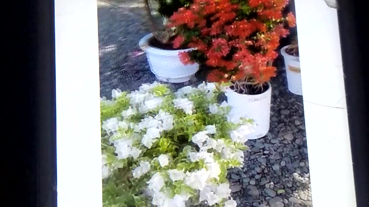 Beautiful visit of a garden so nice looking