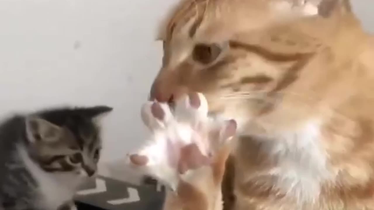 Funny Cat reaction