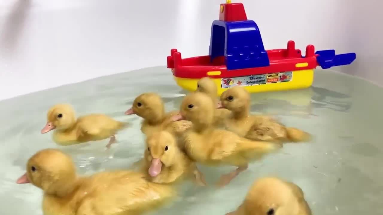 First bath for funny ducklings