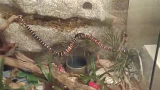 California Mountain King Snake