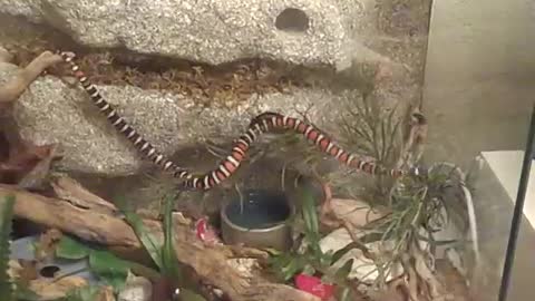 California Mountain King Snake