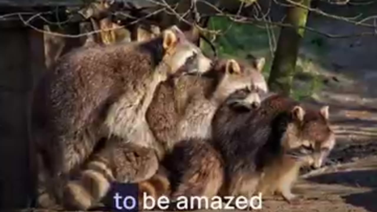 of 9) Legal Requirements For Owning A Pet Raccoon 9 Ways #shorts #funnyanimals #raccoon_2