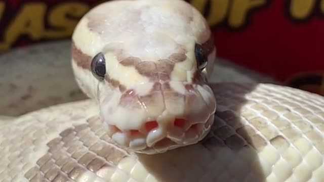 animalsoftiktok#awesome