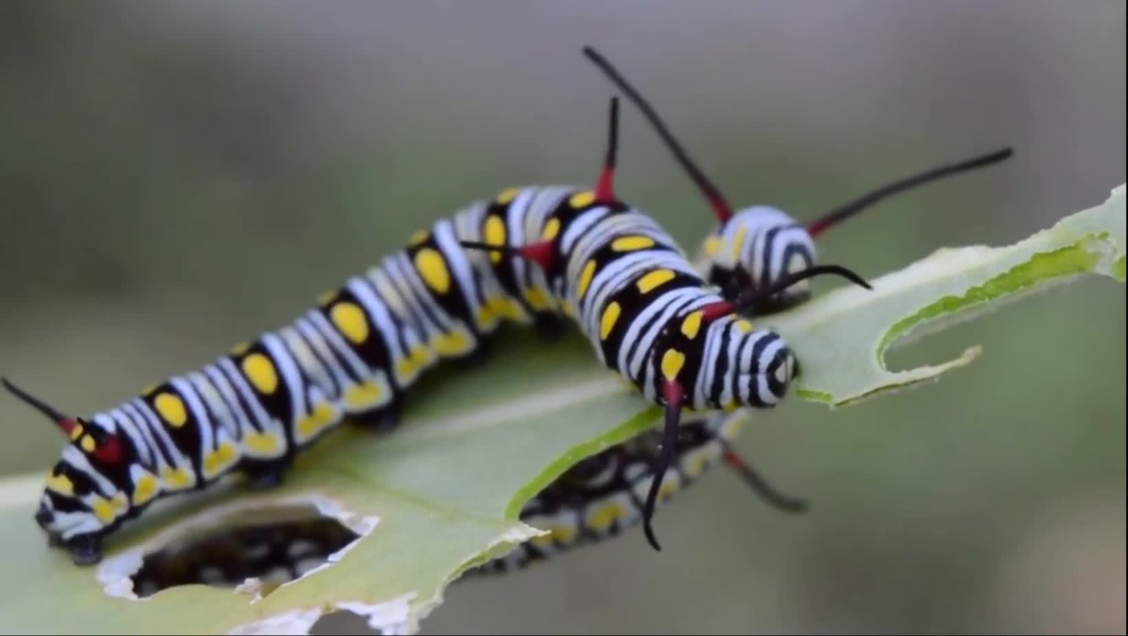 2 Beautiful Caterpillars Enjoy Eating Leaves