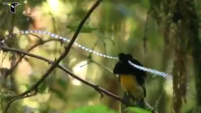 Bird paradise in various places | Paradise of Birds| Birds life