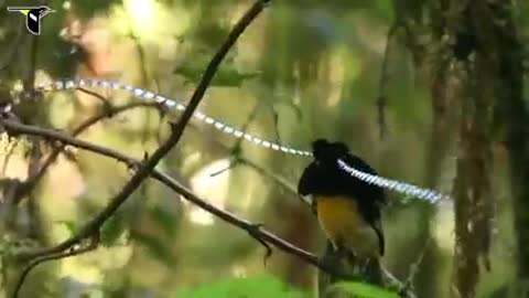 Bird paradise in various places | Paradise of Birds| Birds life