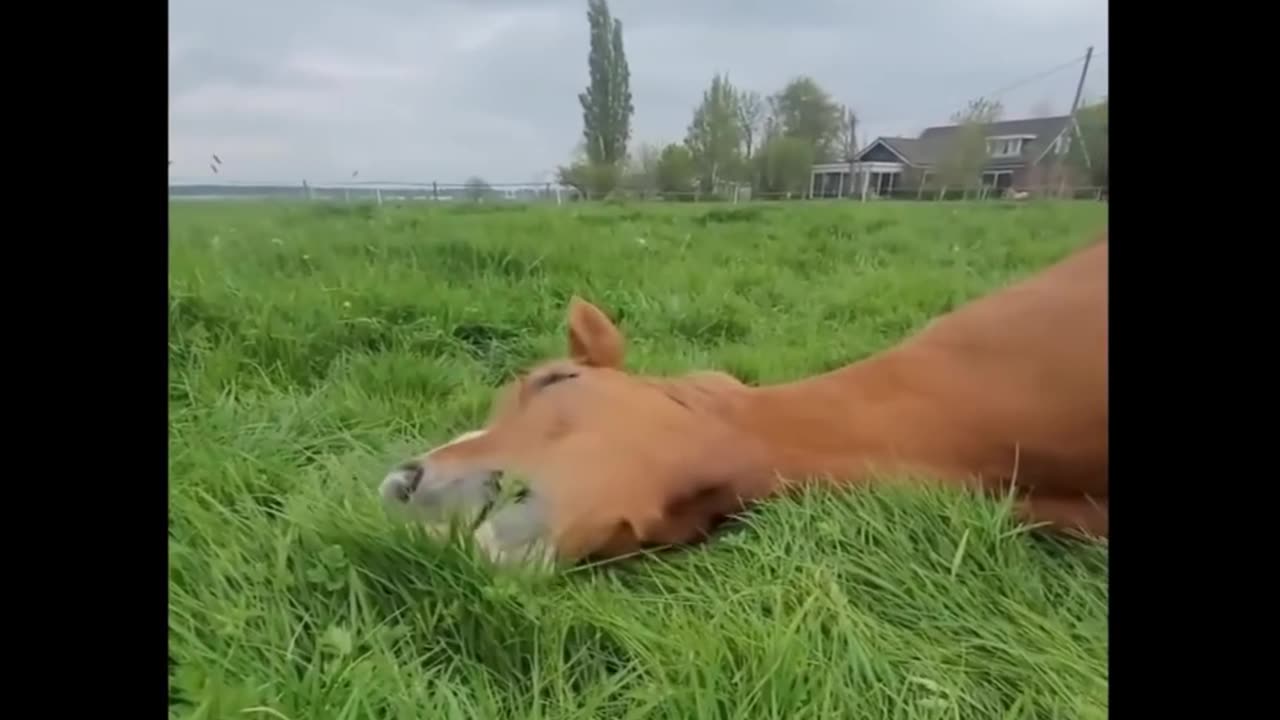 Woh animals so cute baby animals video Compilation cute momet of the animals.