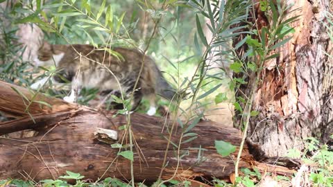 A cat that shuttles between forests