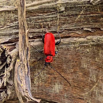 A red fire beetle on a branch.