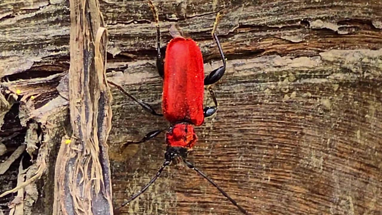 A red fire beetle on a branch.