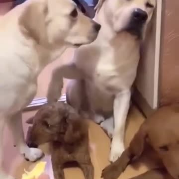 Dog confess and doesn't get a nice reaction