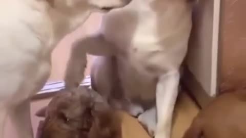 Dog confess and doesn't get a nice reaction