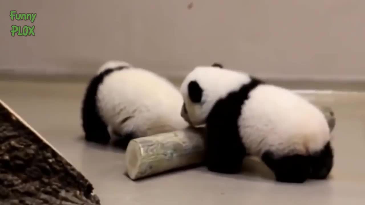 baby animals walking for the first time