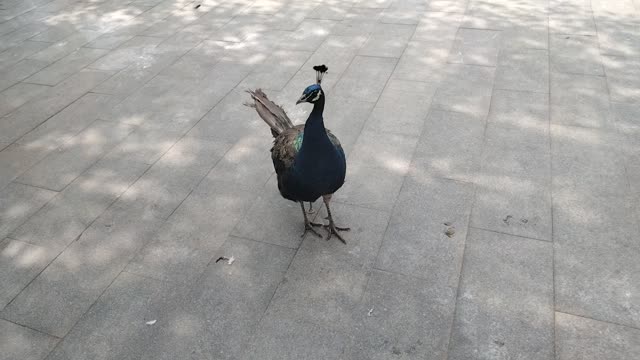 The peacock's tail is very beautiful when it is open