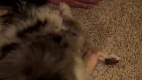 Needy dog paws at owner