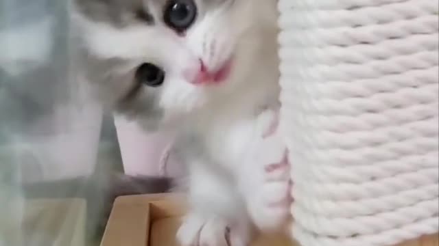 Cute cat playing