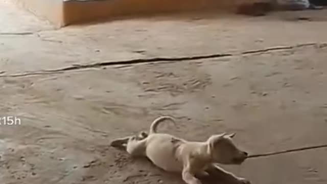 Cats and dogs Funny Videos