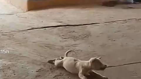 Cats and dogs Funny Videos