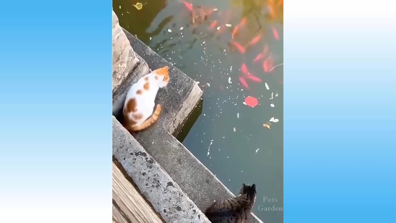 Funny Animal Compilations#1