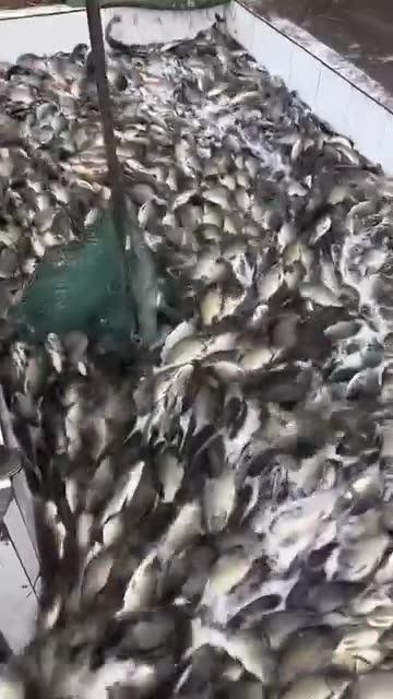 Fisherman releases fish into the water