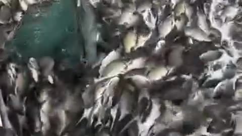 Fisherman releases fish into the water