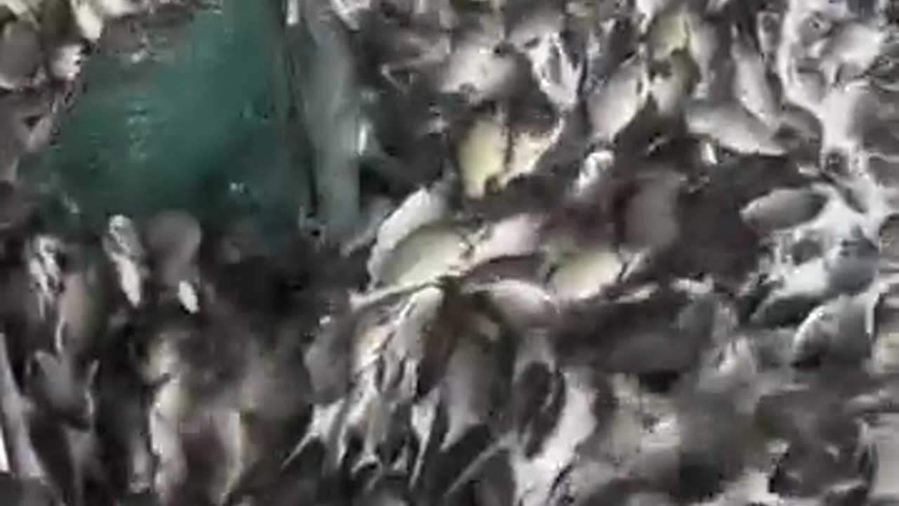 Fisherman releases fish into the water