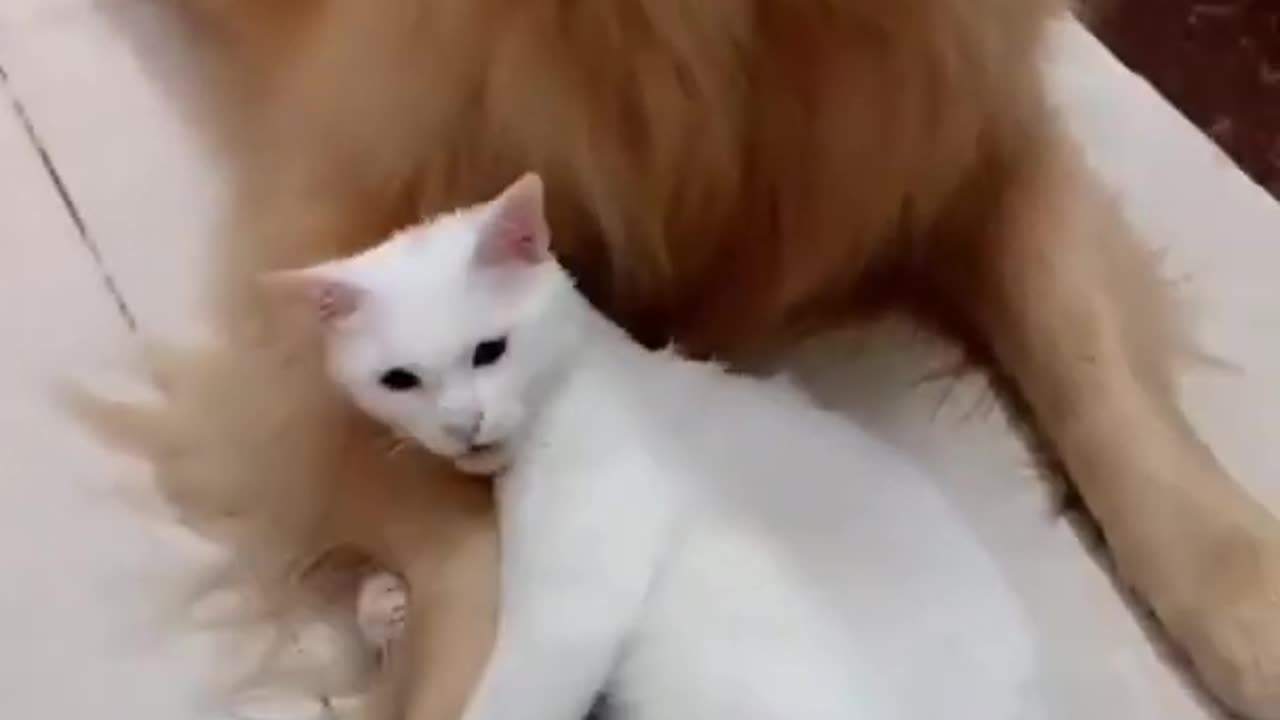 OH! My cute dog and cat are doing their funny activities