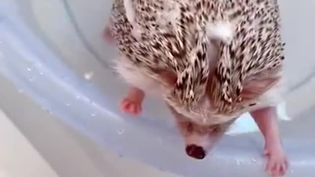 Cute Puppy