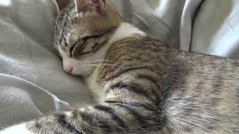 Baby Cat Purrs When He Is Relaxed and Sleepy