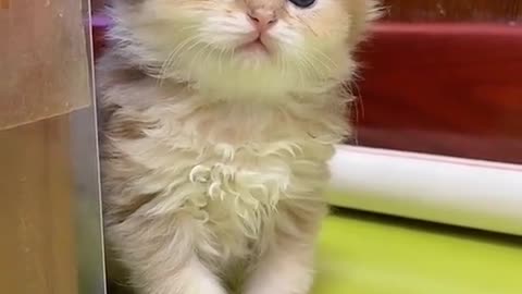 Cute cat video