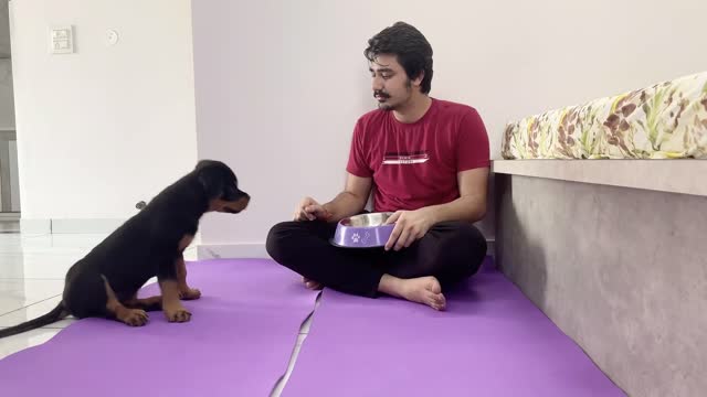 HOW TO TRAIN YOUR PUPPY FOR FOOD DISCIPLINE