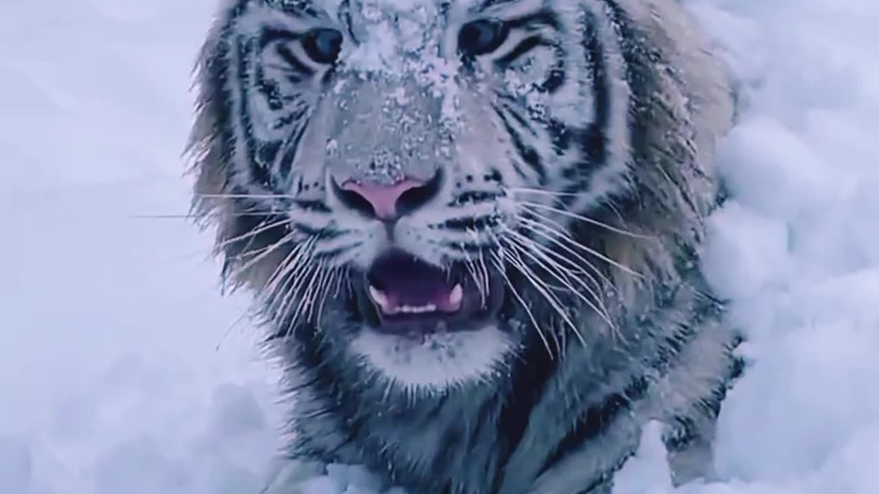 Tiger enjoying snow ❄️