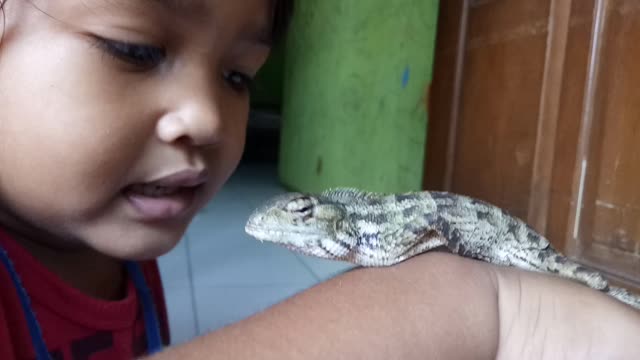 are chameleons good pets for kids