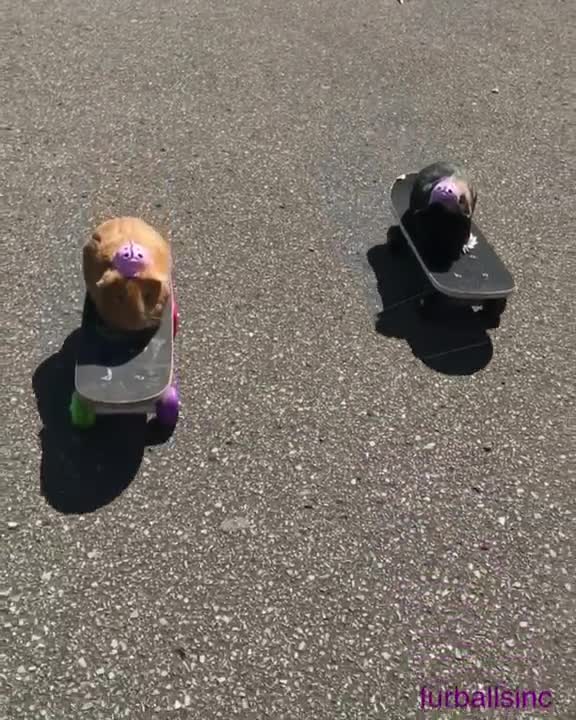 Cerditos de Guinea andan en skate en un parque