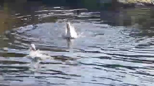 Funny Goose Bobbing Out Of Water..Makes a Funny Sound