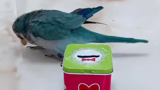 Funny Birds 🦜TRY NOT TO LAUGH with Funny Bird Videos 2021