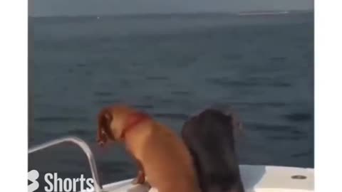 Dogs Thrilled To See Small Fish #shorts #viral #shortsvideo #video