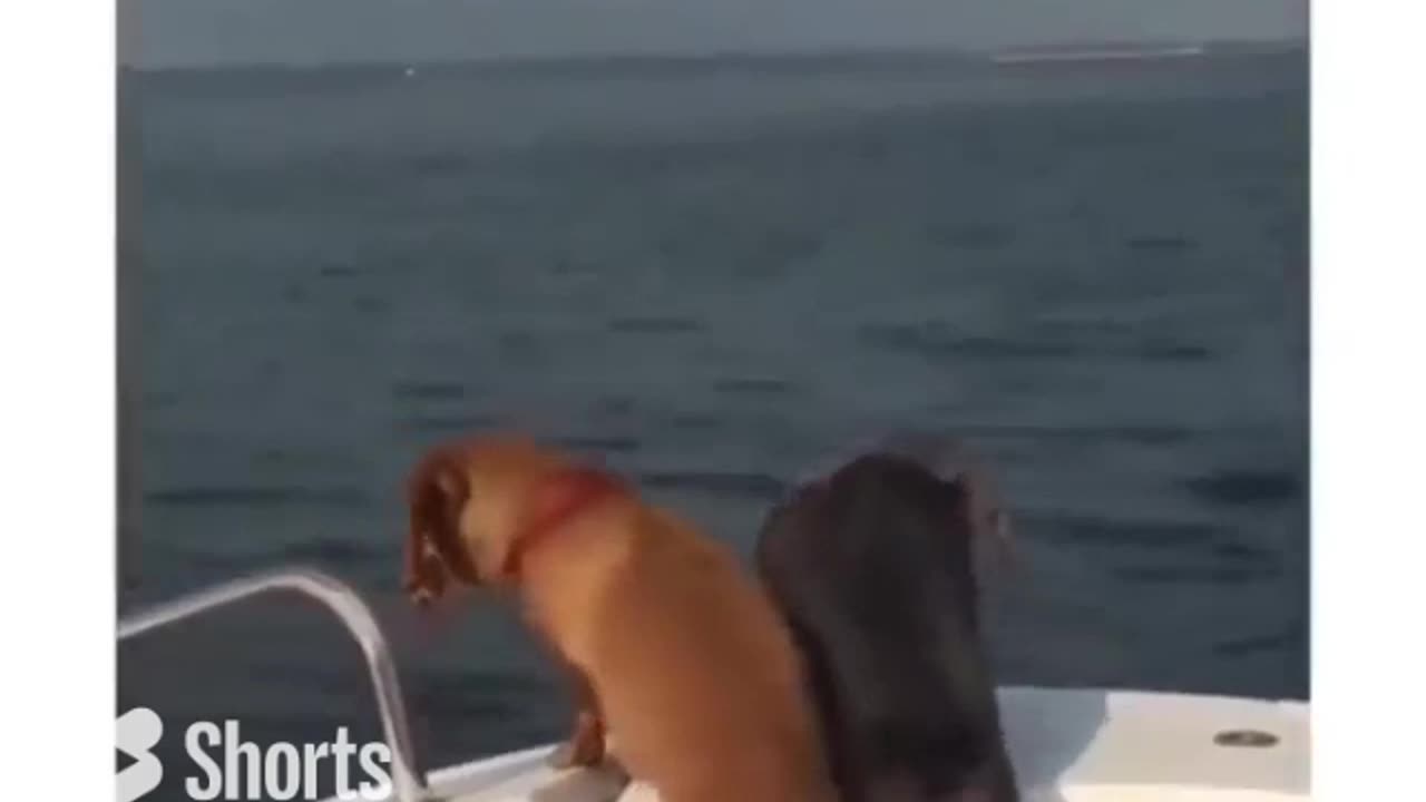 Dogs Thrilled To See Small Fish #shorts #viral #shortsvideo #video