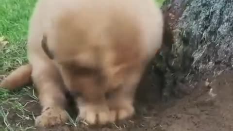Cute....😄😄😄