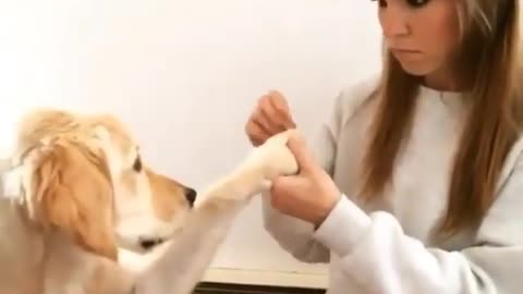 Funny Dog with girl