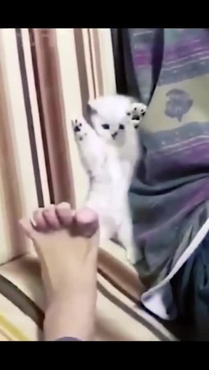 Top Funny Cats and Kittens Playing, Dancing Epic Compilation
