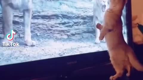 Curious cat watching The Lion King