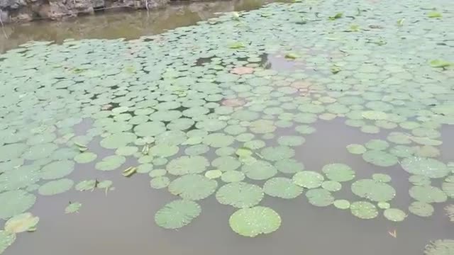 pond full of lotus